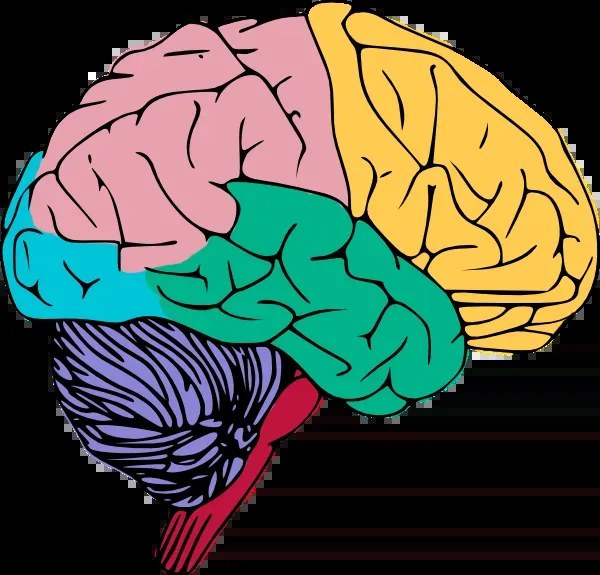 Brain-based training graphic from the Business Strategy Masterclass
